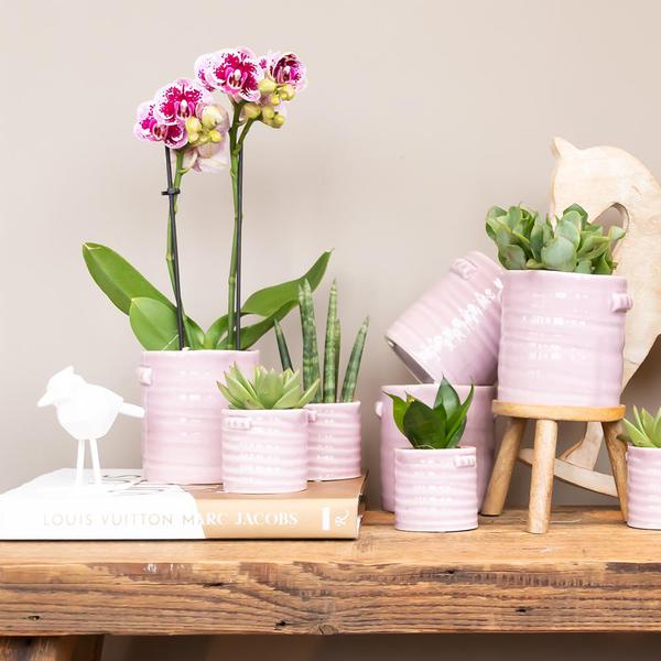 Kolibri Orchids | Rosa lila Phalaenopsis Orchidee - El Salvador - Topfgröße Ø9cm | blühende Zimmerpflanze - frisch vom Züchter