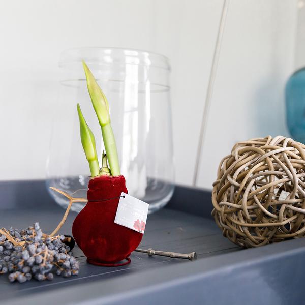 Ohne Wasser Blumen (wax amaryllis) XMAS Metallic mix - 3er set + Rote und weiße Blumen