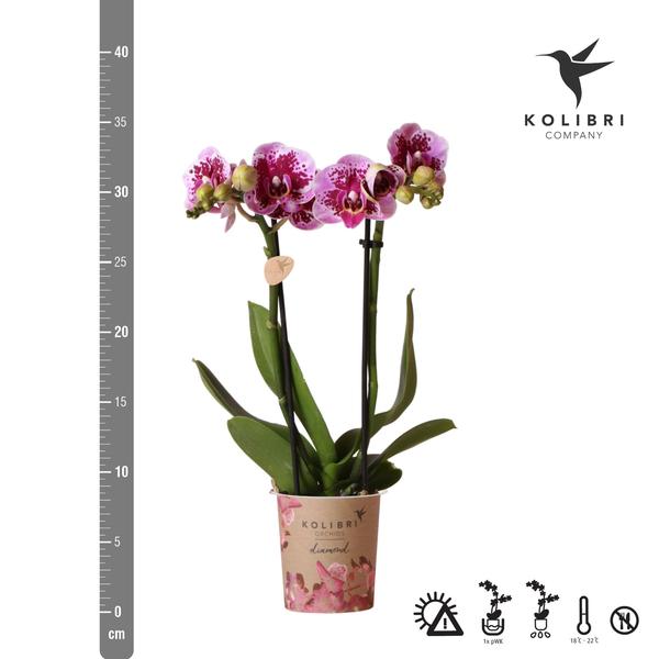 Kolibri Orchids | Rosa lila Phalaenopsis Orchidee - El Salvador - Topfgröße Ø9cm | blühende Zimmerpflanze - frisch vom Züchter