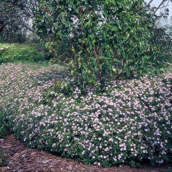 Aster ageratoides 'Asran' - ↕25cm - Ø9cm - - 6x