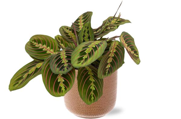 Maranta Fascinator - Ø12cm - ↕20cm + Topf - Braun