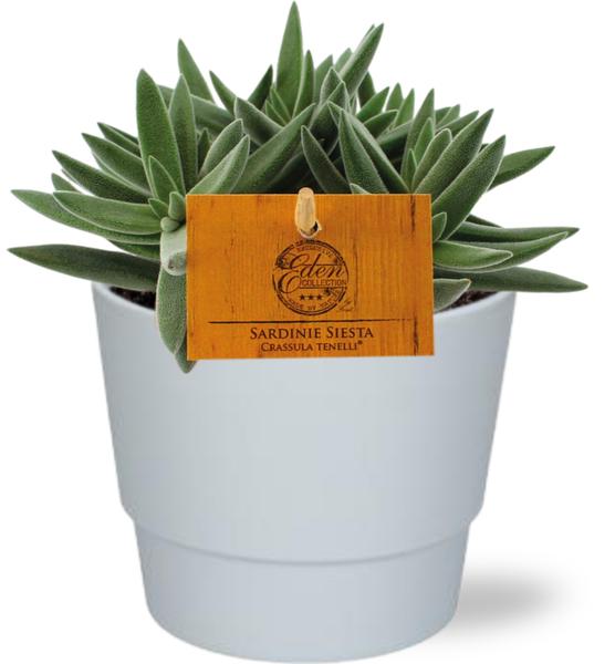 Crassula Tenelli - Ø11cm - ↕15cm + Topf D11,5x9cm - Weiß