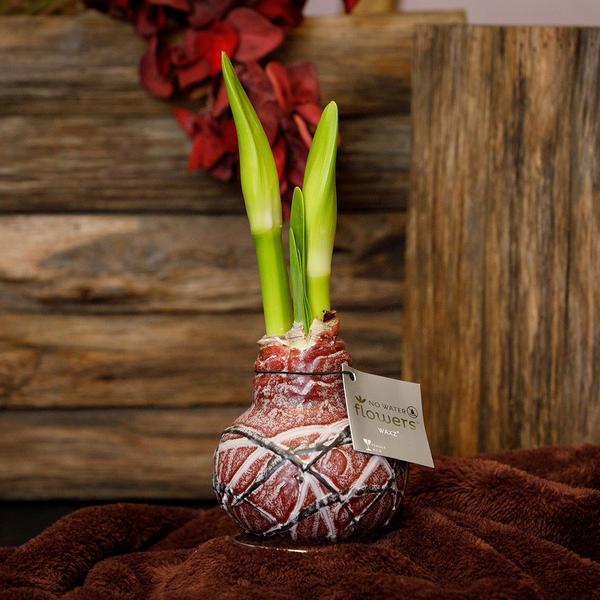 Ohne Wasser Blumen (wax amaryllis) XMAS Mix - 3er set + Rote Blumen