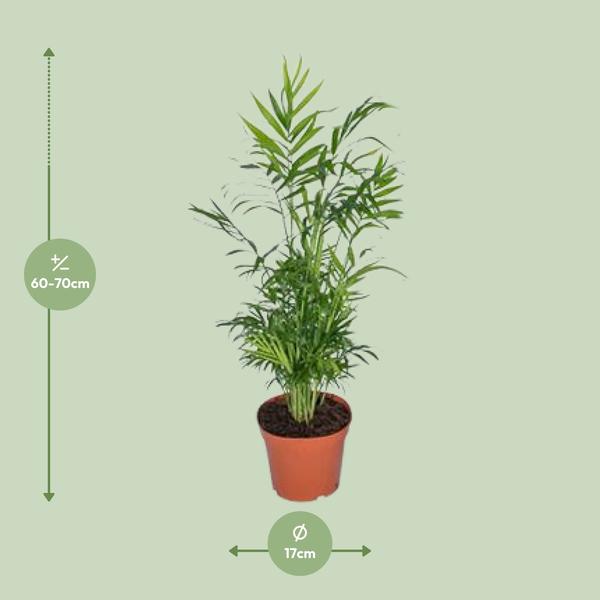 Chamaedorea Elegans - Mexikanische Bergpalme - Ø17cm - ↕55cm