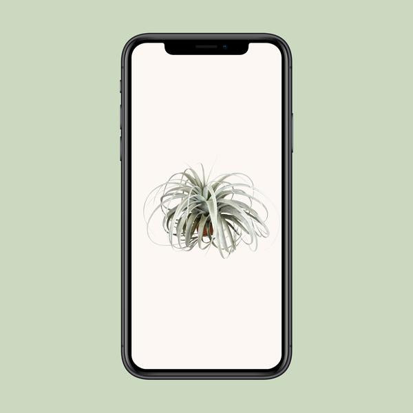 Tillandsia Xerographica - Ø45cm - ↕30cm