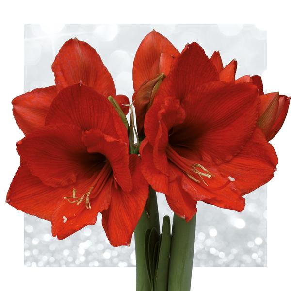 Ohne Wasser Blumen (wax amaryllis) XMAS Glitzer mix - 3er set + Rote Blumen
