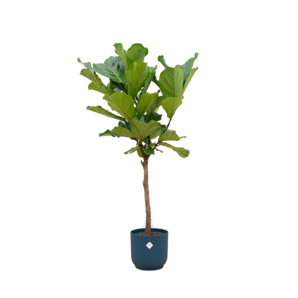 Ficus Lyrata Baum + Topf Blau Ø30 - 170 cm