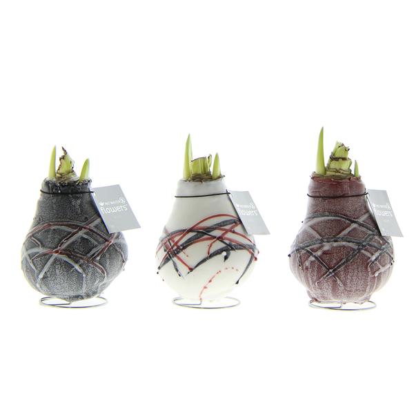 Ohne Wasser Blumen (wax amaryllis) XMAS Mix - 3er set + Rote Blumen