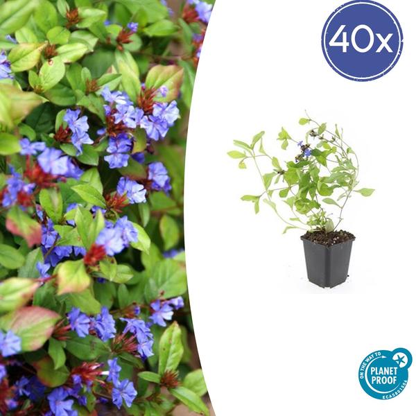 Ceratostigma plumbaginoides - ↕10-25cm - Ø9cm - 40x