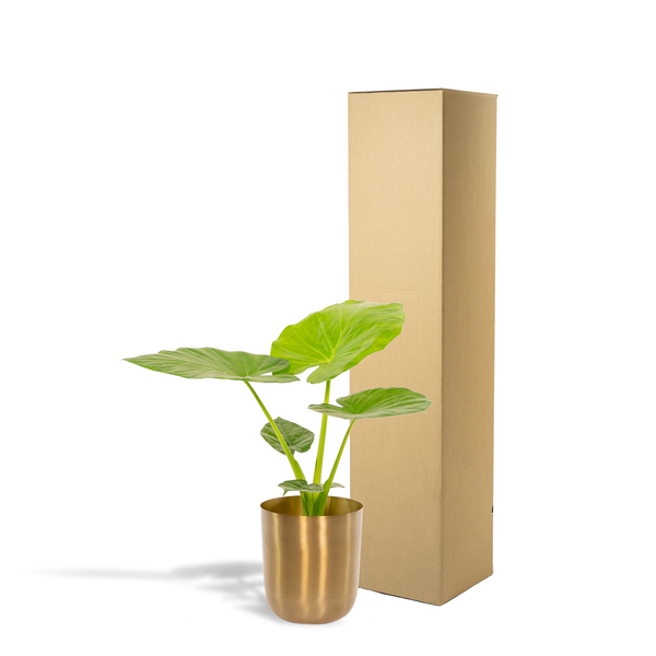 Alocasia Macrorrhiza - Ø19cm - ↕70cm + Topf Mayk Gold