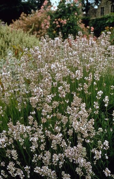Lavendel int. 'Edelweiss' - ↕10-25cm - Ø9cm - 12x