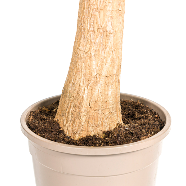 Beaucarnea Recurvata Stamm Ø24cm - ↕90-100cm