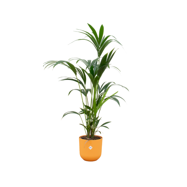 Kentia palme + Topf Gelb Ø26 - 160 cm