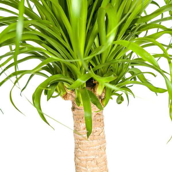 Beaucarnea Recurvata Stamm Ø21cm - ↕70cm