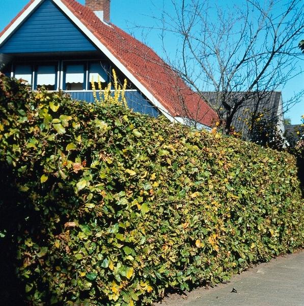 Fagus sylvatica - Wurzelnakt - 80/100 - 100x