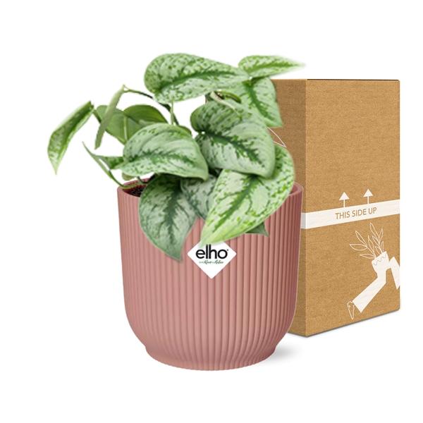 Scindapsus Pictus ‘Trebie’ in Topf 20cm - 14cm rosa