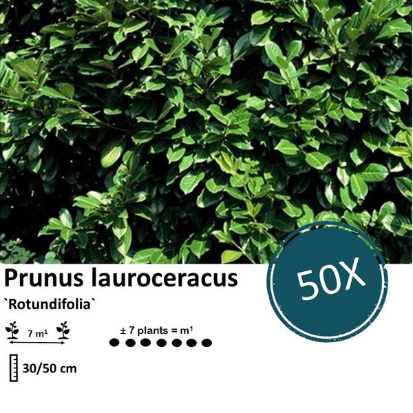 Prunus lauroceracus `Rotundifolia`- ↕30-50cm - Wurzelnakt - 50x