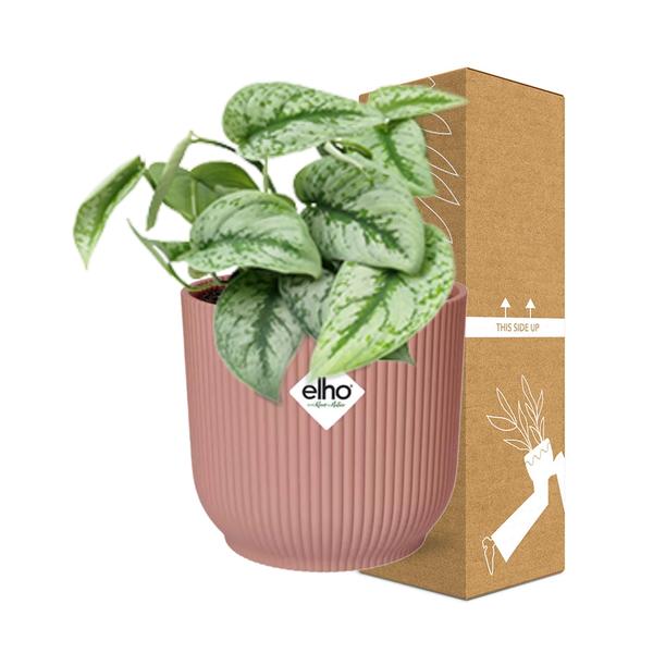 Scindapsus Pictus ‘Trebie’ in Topf 20cm - 14cm rosa