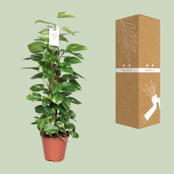 Epipremnum Pinnatum Mosstok Scindapsus - Ø19cm - ↕80cm