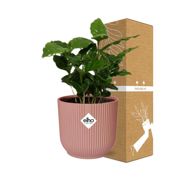 Coffea Arabica in Topf 14cm - 25cm- Rosa