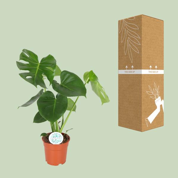 Monstera Deliciosa - Lochanlage - Ø21cm - ↕65cm - Ø17 - 55cm