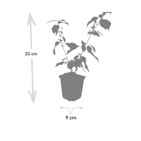 Cornus sang. 'Anny's Winter Orange' - ↕10-25cm - Ø9cm - 40x