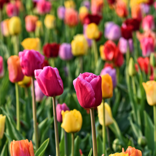 Tulpen Mix - Tulpenbollen 20 Stück