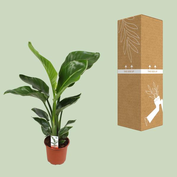 Strelitzia Nicolai - Ø17cm - ↕70cm