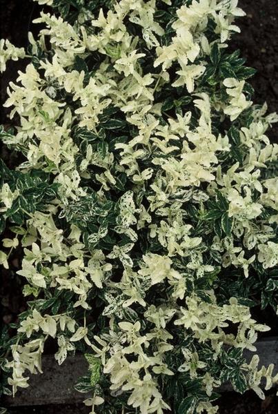 Euonymus fort. 'Harlequin' - ↕10-25cm - Ø9cm - 12x