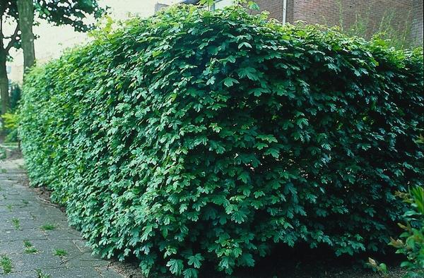 Acer campestre - Wurzelnakt - 40/60 - 100x