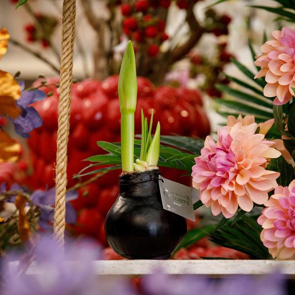 Ohne Wasser Blumen (wax amaryllis) XMAS Mix -3er set + Rote und Weiß Blumen