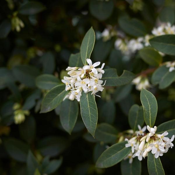 Burkwoods Duftblüte 25x | 100–125 cm