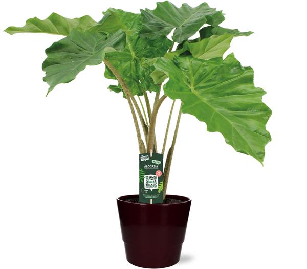 Alocasia Portodora - Ø21cm - ↕80cm + Pot Basic D22x19cm - Bordeaux