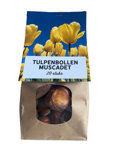 Muscadet - Tulpenbollen 20 stücke