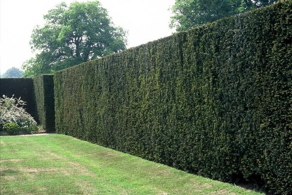 Taxus baccata - ↕30-50cm - Wurzelnakt - 50x