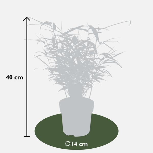4x - Fargesia rufa - ↨40cm - Ø14