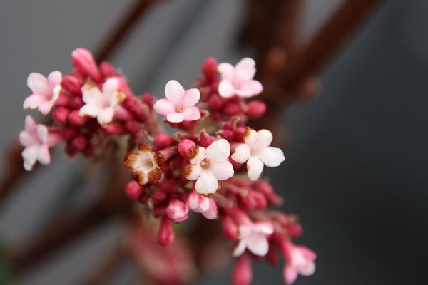 Viburnum bodn. 'Dawn' - Fertighecke - 120 x 180 cm - 1 pcs