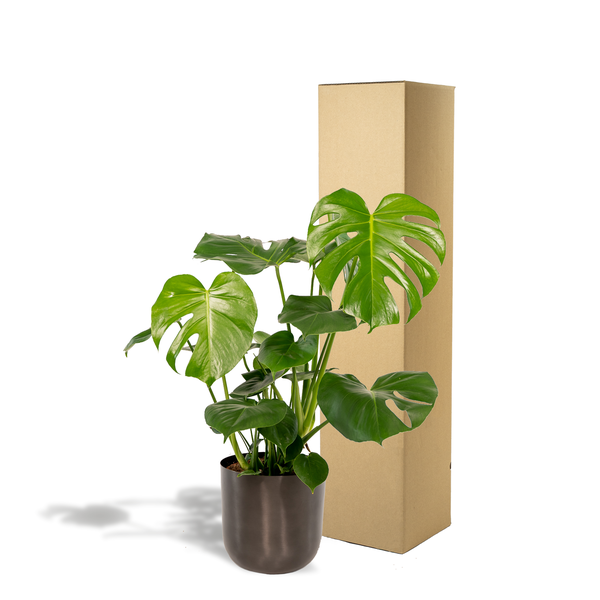 Monstera Deliciosa + Topf - ↨80cm - Ø21cm
