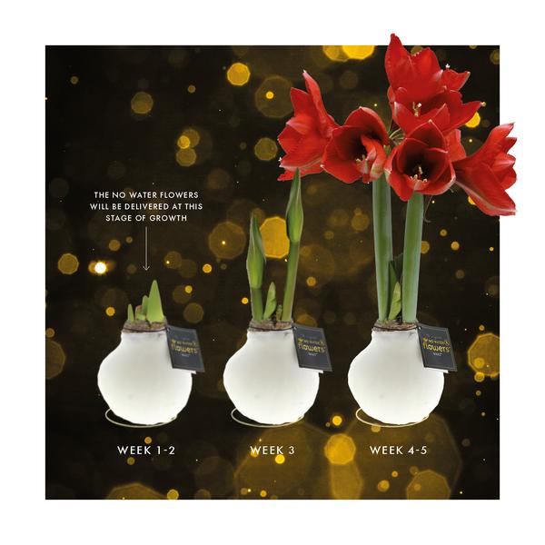 Ohne Wasser Blumen (wax amaryllis) | Winter Wonderland Mix (3 pack) + Rote Blumen