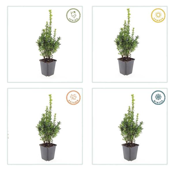 Buxus Sempervirens - ↕10-25cm - Ø9cm - 40x