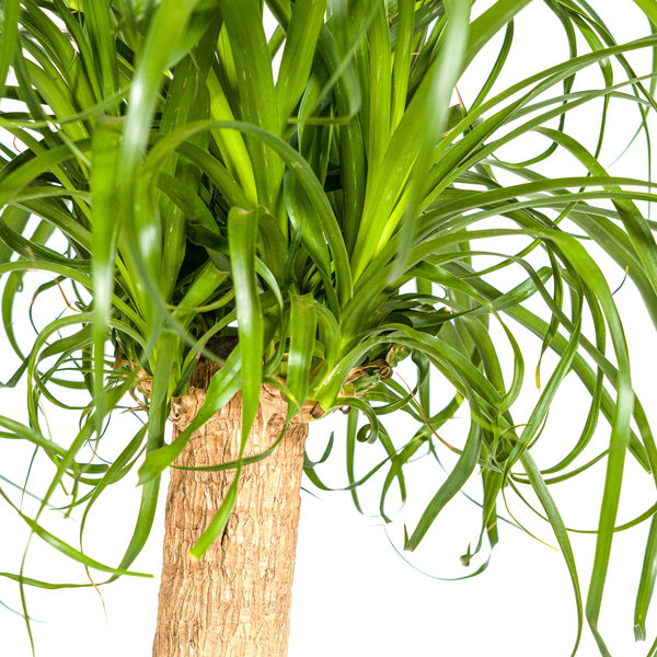 Beaucarnea Recurvata Stamm Ø24cm - ↕90-100cm