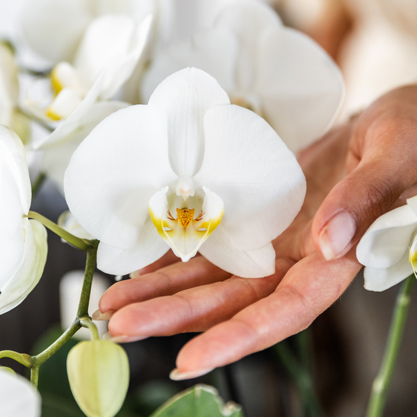 Kolibri Orchids I COMBI DEAL von 2 weißen Phalaenopsis-Orchideen - Topfgröße Ø12cm | blühende Zimmerpflanze - frisch vom Züchter