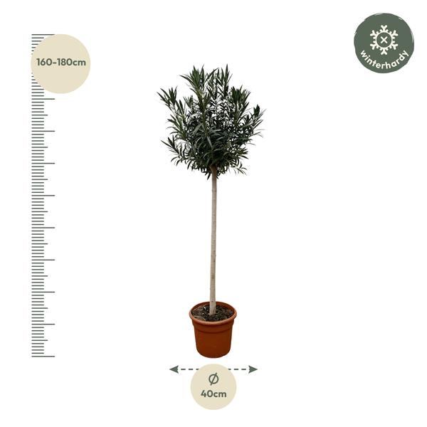 Nerium Oleander auf Stiel mit rosa Blüte – 170 cm – Ø40