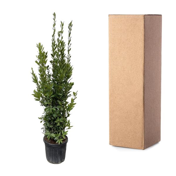 Lorbeerbaum für Garten und Terrasse - 180 cm - ø40