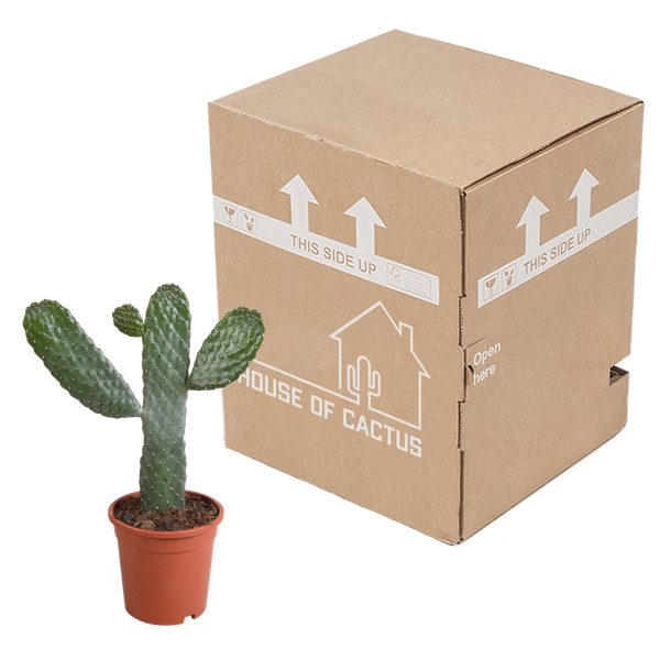 Opuntia consulae - Micky Mouse Kaktus - 17cm - ohne Topf