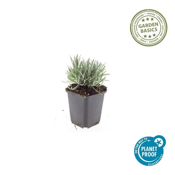 Lavendel int. 'Edelweiss' - ↕10-25cm - Ø9cm - 12x