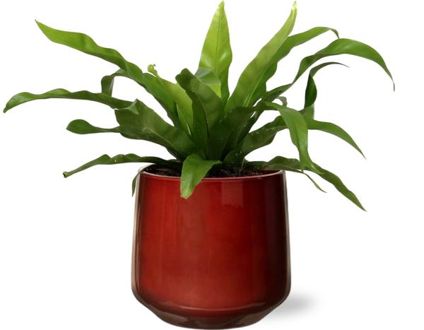 Asplenium Antiquum - Ø12cm - ↕25cm + Puglia Pot D13/14,5x13,5cm - Rot