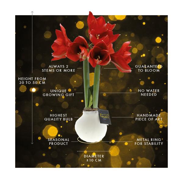 Ohne Wasser Blumen (wax amaryllis) | Winter Wonderland Mix (3 pack) + Rote Blumen