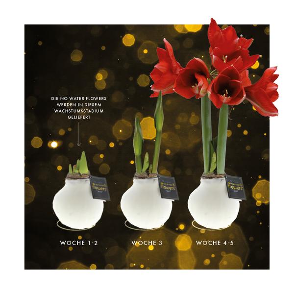 Ohne Wasser Blumen (wax amaryllis) | Winter Wonderland Mix (3 pack) + Rote Blumen
