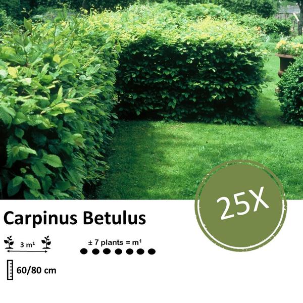 Carpinus Betulus - Wurzelnakt - 60/80 - 25x